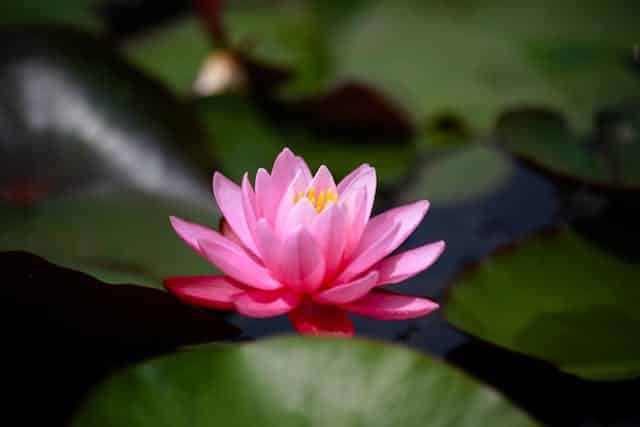 Een roze waterlelie volop in bloei.